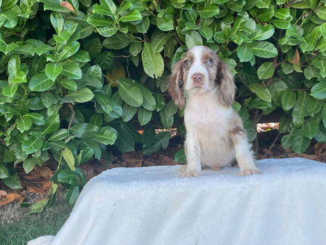 Cocker spaniel