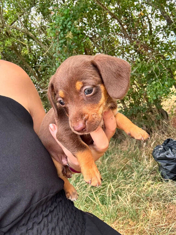 Dachshund puppies