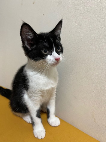 Tuxedo kitten for sale 10 weeks asap