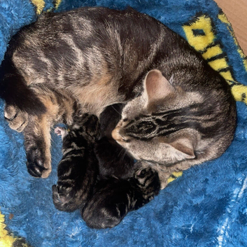 &pound;50 kittens for sale