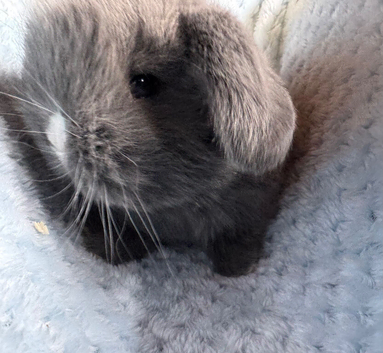 Pure bred mini lop rabbits