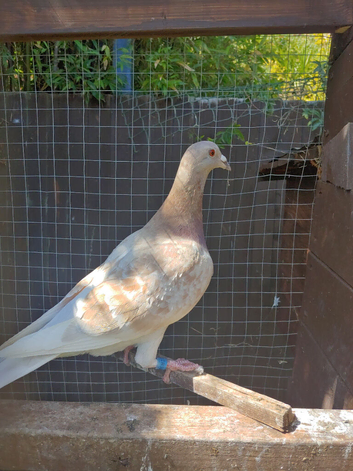 Mulenan Hen