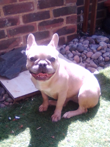 10 month old Isabella female french bulldog for sale