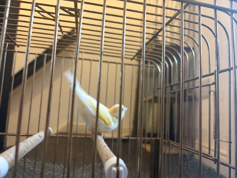 Canary