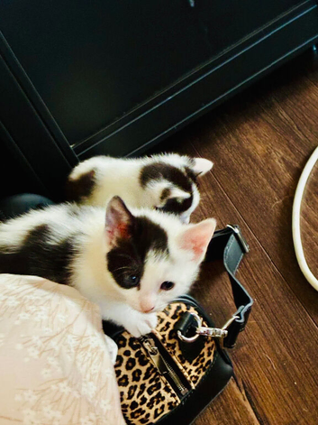 Kittens