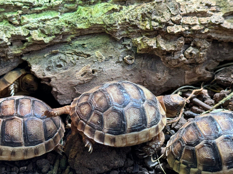 Baby Marginated Tortoise 2026 Hatchlings