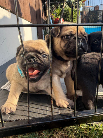 Pug Puppies️