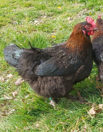 Chickens (POL)