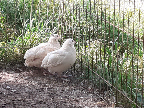 Pure Breed Super Giant White Quail ( not chicken ) Hatching eggs