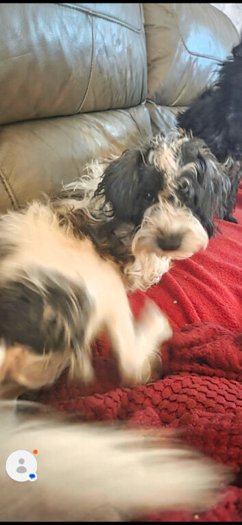 Very sad sale for one of my beautiful girls