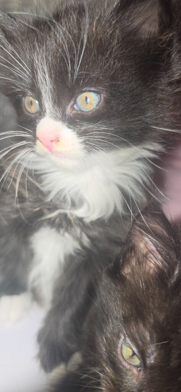 Last lil kitten