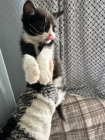 Kitten for adoption