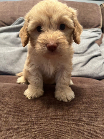 Gorgeous F1 Cockapoo puppies 8 weeks