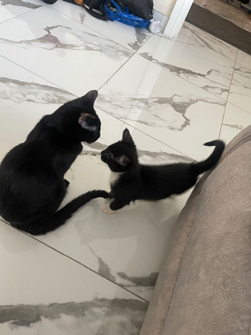 Male kitten
