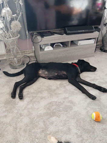 doberman mixed lab