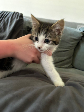 2 kittens for sale