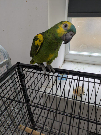 Hand reared baby Amazon