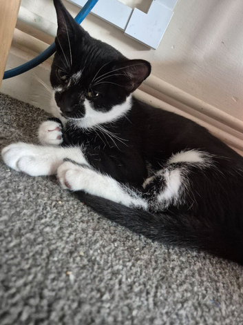 2 black and white kittens