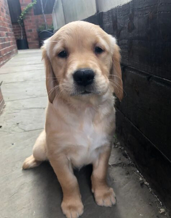 Golden Retriever Puppies Loyal, Loving, and Full of Joy.