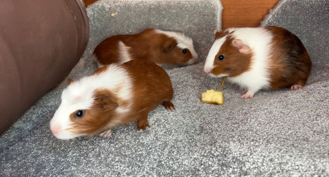 Girl guinea pigs