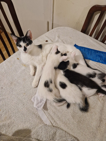Kittens for sale