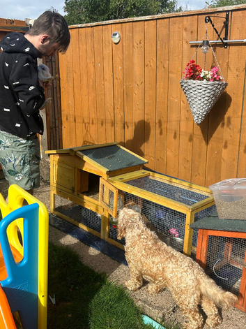 Rabbit and hutch