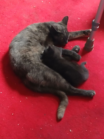 Cute kitten