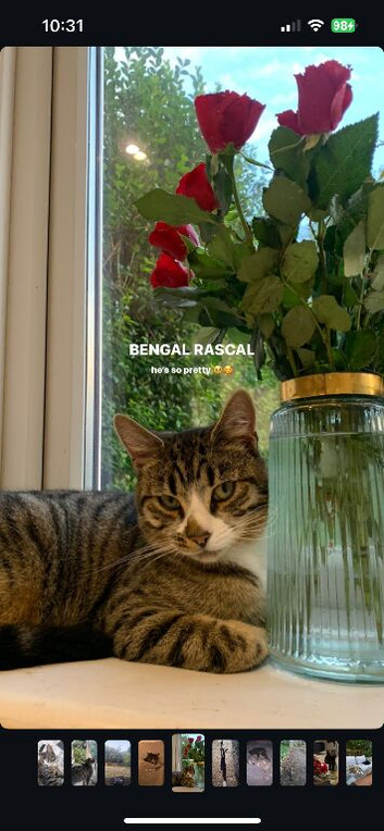 Friendly Loving Cat - Needing a New Home