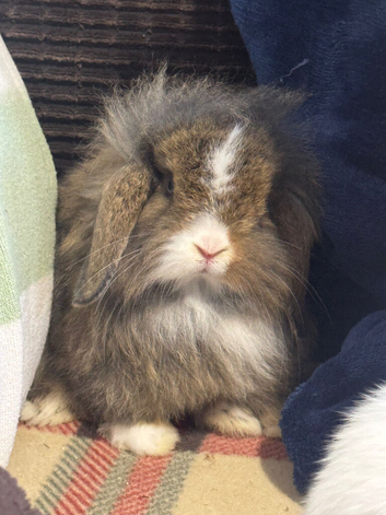 Gorgeous mini lop & lion lop babies (vaccinated)