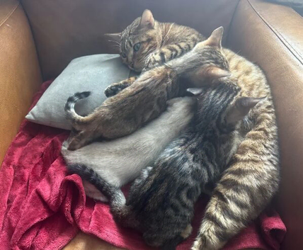BEAUTIFUL BENGAL KITTENS READY FOR THEIR NEW HOMES