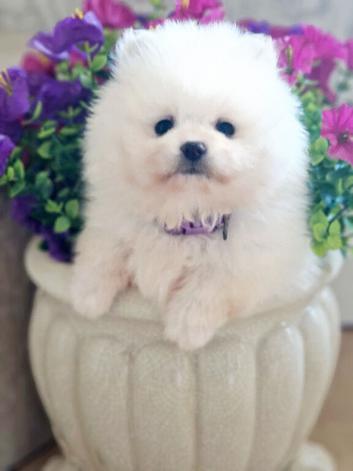 Quality Snow White Pomeranians