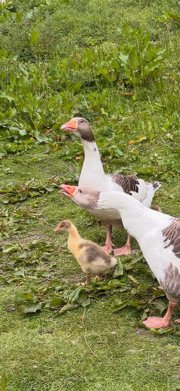 Goslings for sale