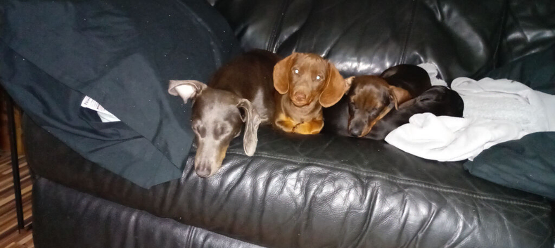 Two miniature Dachshund bitches