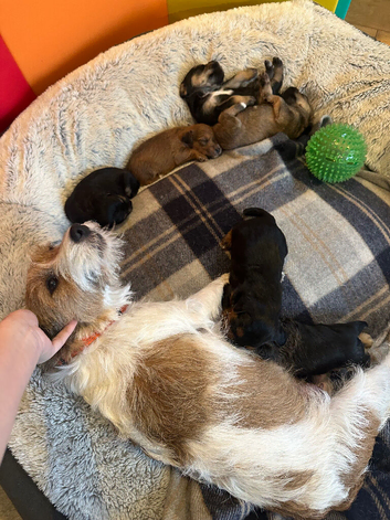 F1 jackapoo pups from heath tested parents