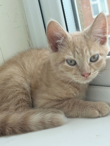 Beautiful little ginger boy