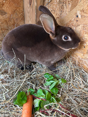 Doe mini Rex
