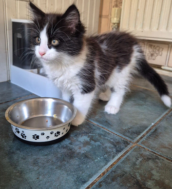 Fluffy male kitten