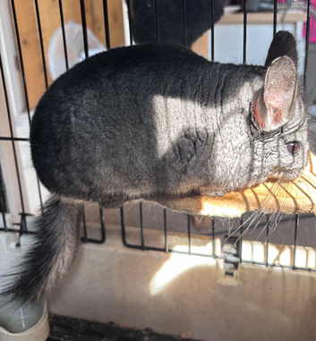 Two year old male chinchilla