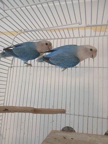 Blue lovebird pair &pound;80