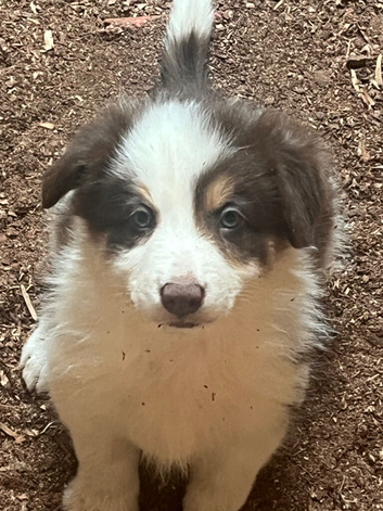 Border collie puppies