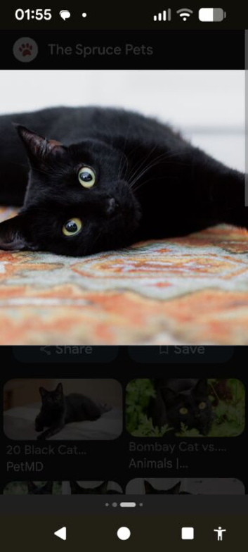 Female called Binx aged nearly 3.