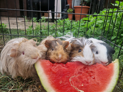 Needing to rehome YOUR guinea pigs?
