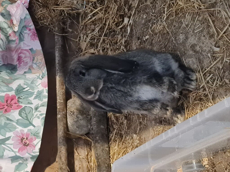 Giant French Lop Bunnies