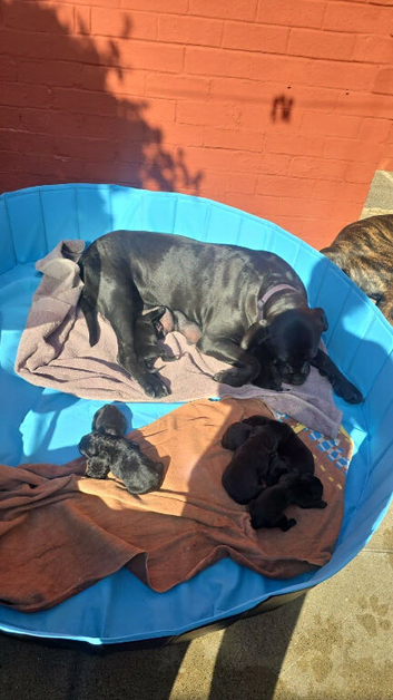 Beautiful cane corso puppies for sale 2 boys-3 girls ready for loving home