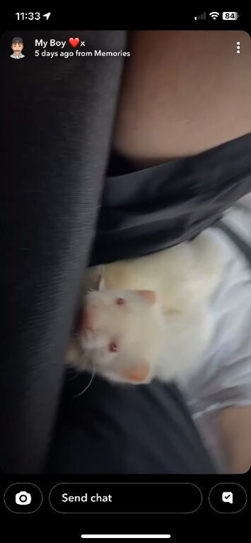 Albino male kit 8 weeks old &pound;30 or swap kit jill