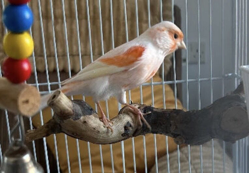 Male and female Canary for sale