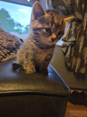 Kittens for sale &pound;75