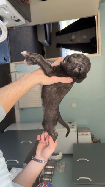 2 male beddywhippet x saluki grey pups