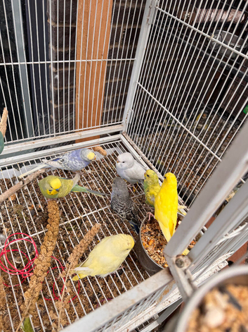 Baby Budgeese for sale