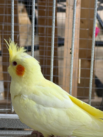 Cockatiels